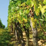 ___fotoliacom_45042571_m_pfalz_weinberg