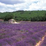 puelm_15_s35_031_42__f__provencelandschaft_neutral_ret