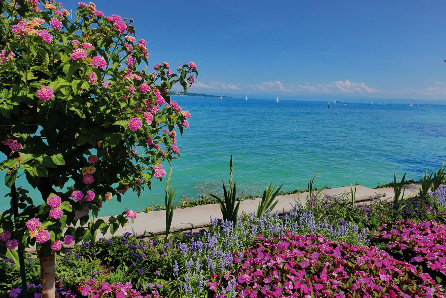 Bodensee Meersburg mit Insel  Mainau  und Bregenz P lm 