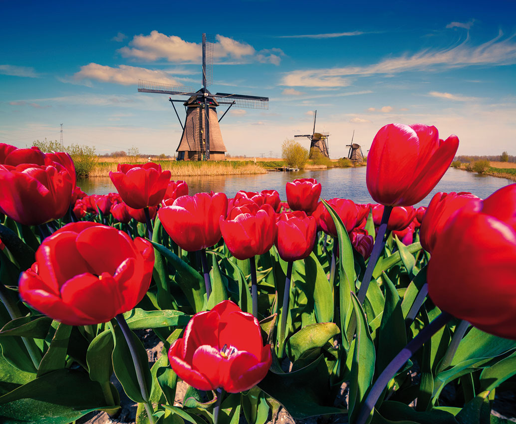 Holland Tulpenblüte - Rheinkreuzfahrt Amsterdam & Rotterdam auf der TC Jewel | Pülm Reisen