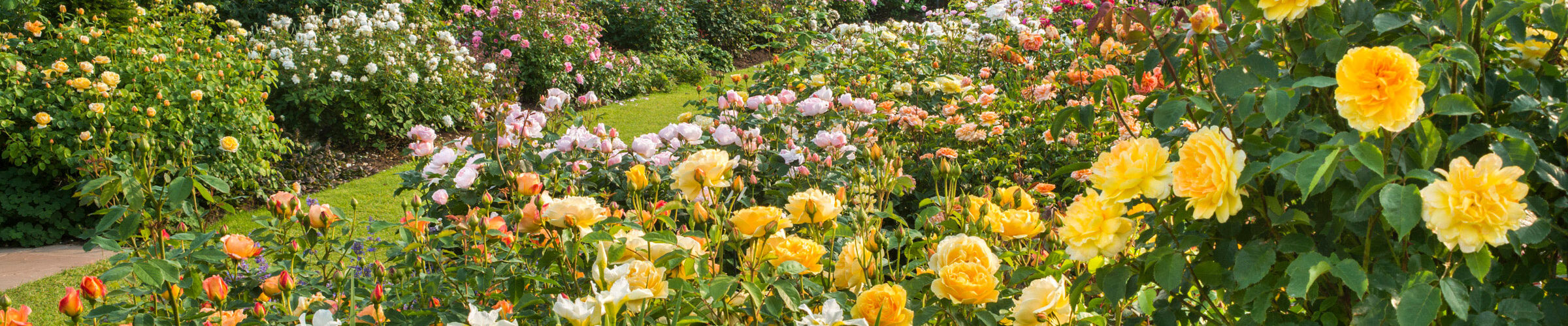 David-Austins-Lion-Garden_c_with-Graham-Thomas
