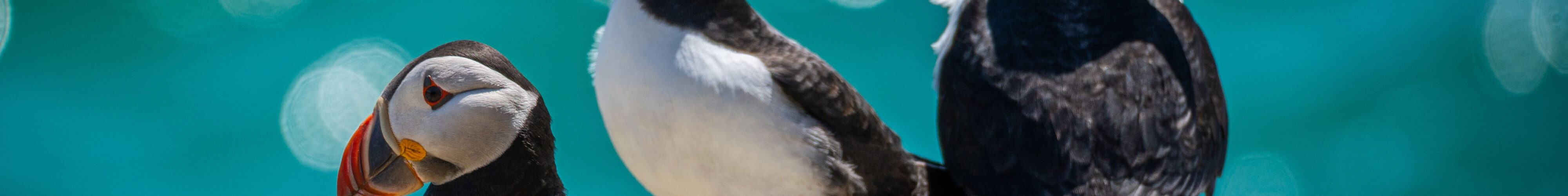 c-Pawel_Irland_Papageientaucher_AdobeStock_607560106